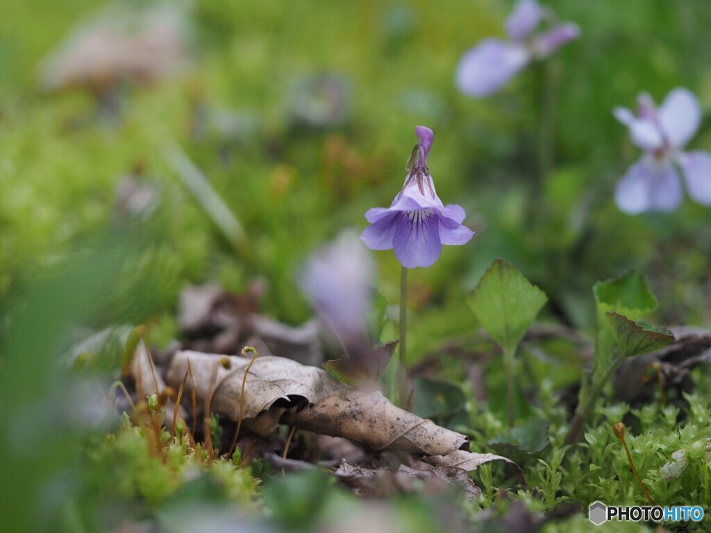 すみれの頃