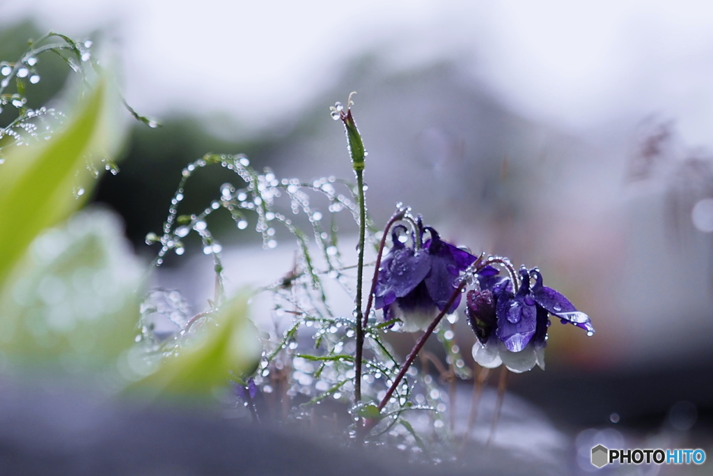 雨上がり~オダマキ