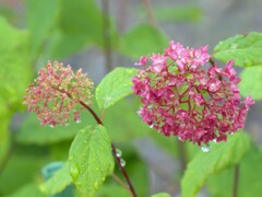 朝露～紫陽花