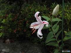 雨に咲く・２