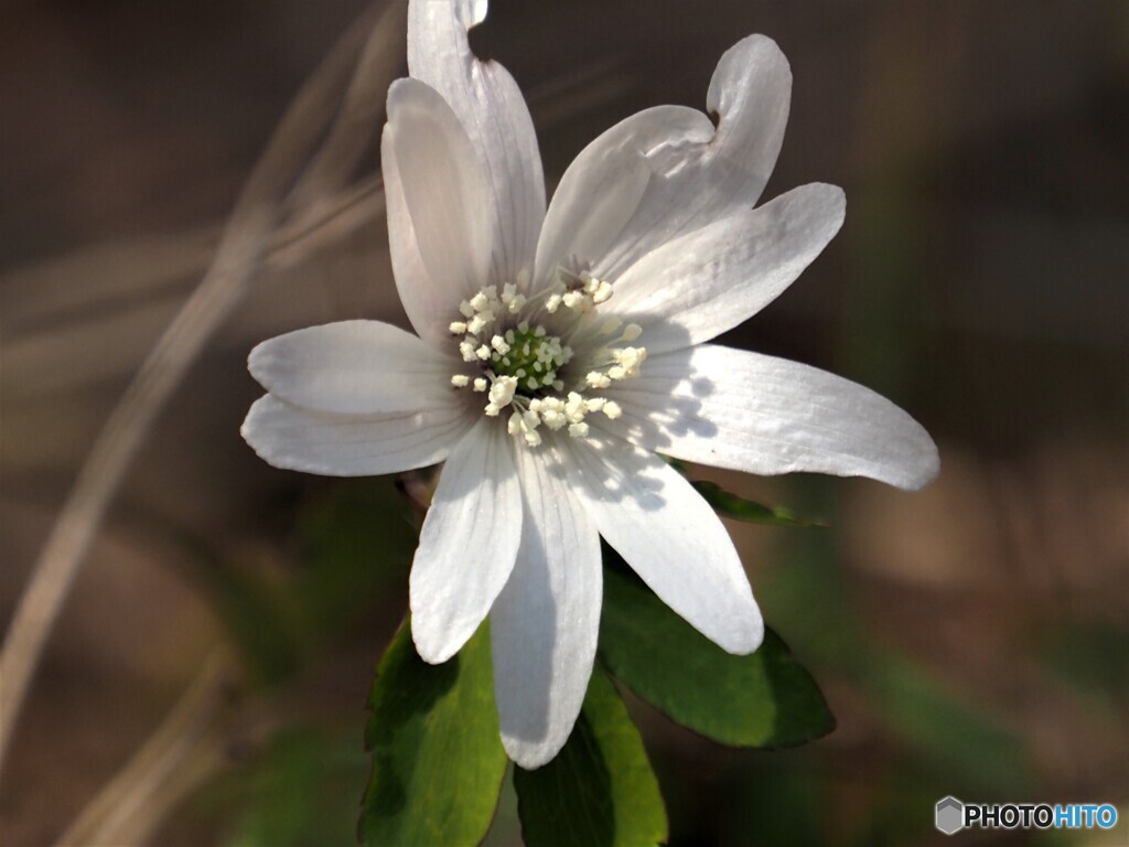 荒地に咲く (2)