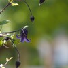 夏花~クレマチスロウグチ