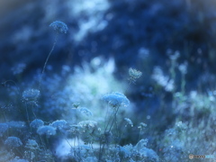 朝露化粧