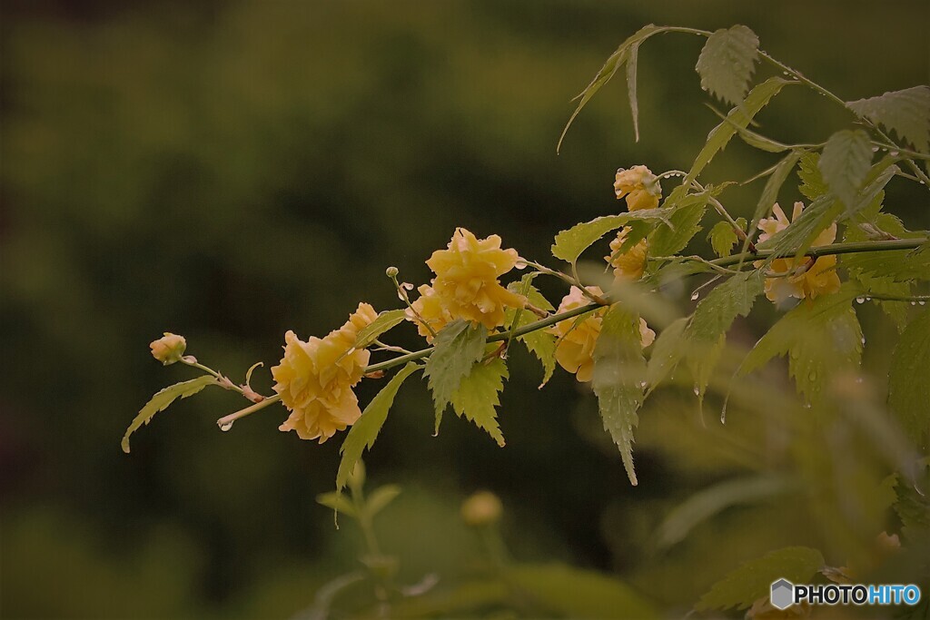 山吹～雨上がりの朝