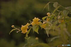 山吹～雨上がりの朝