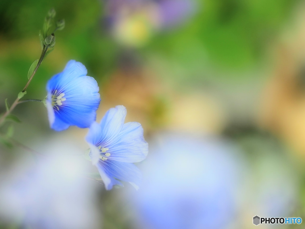 陽射しを浴びて（亜麻）