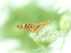 晩夏の出逢い (2)