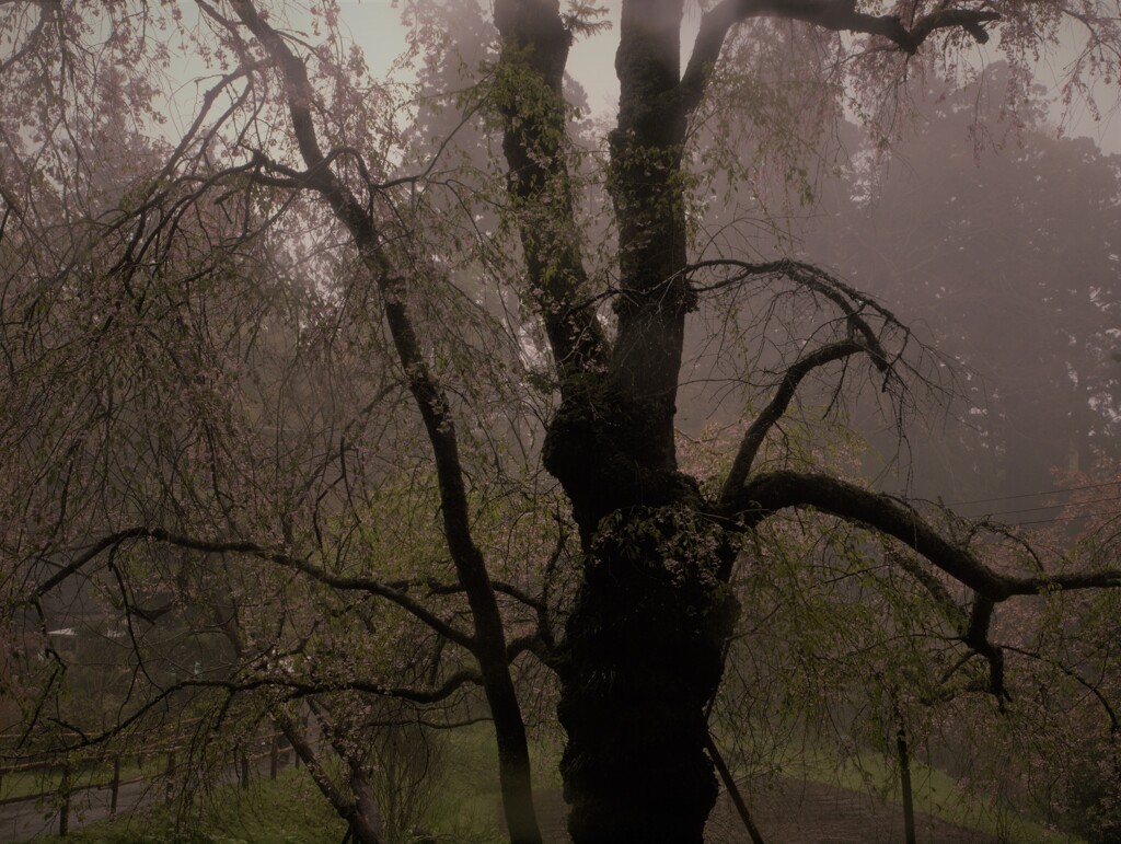 東北旅行の思い出～雨桜