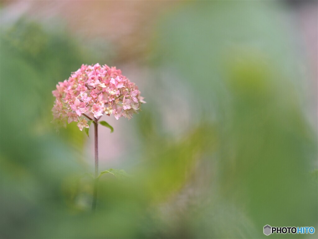 朝霧~アナベル.