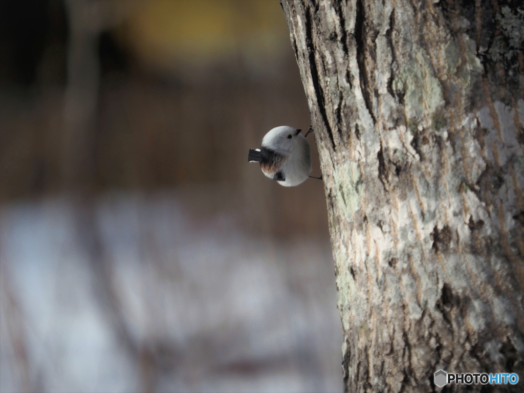 まんまるエナガ(*'▽')