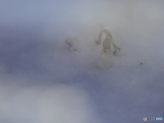 春の雪
