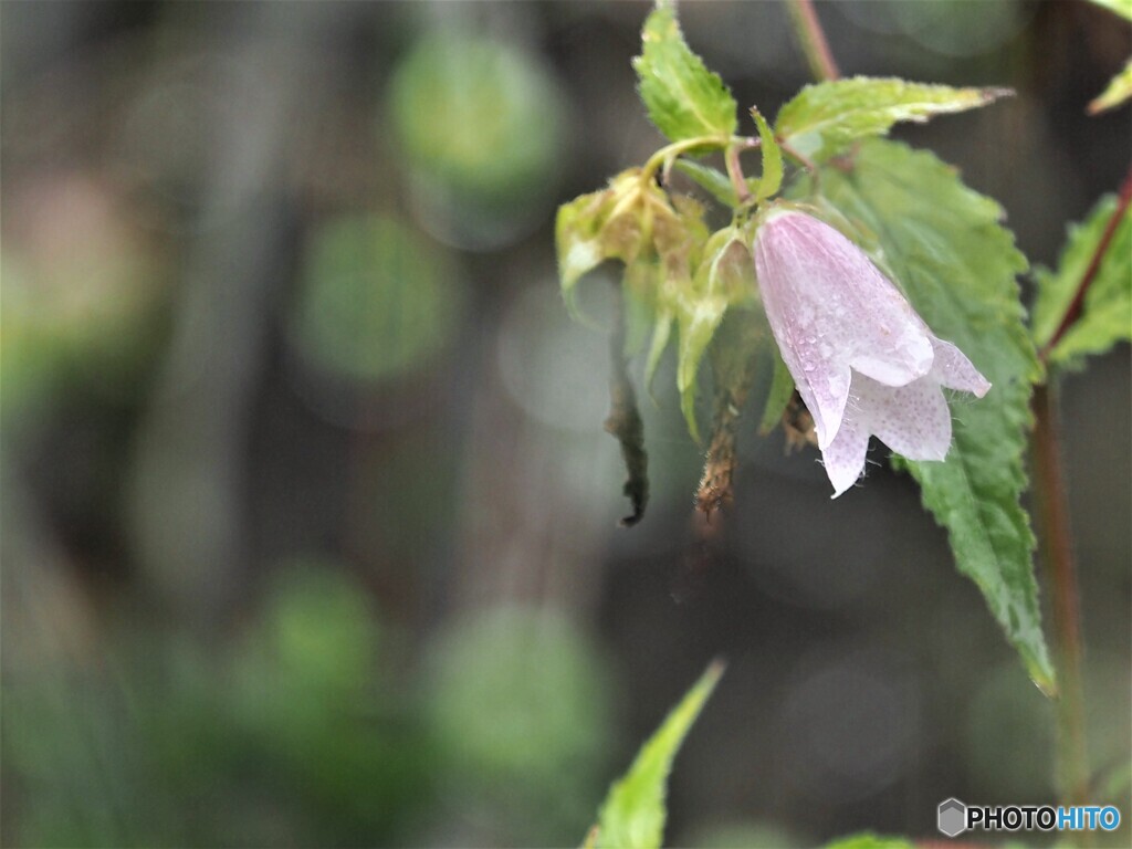 片隅に咲く(*'▽')