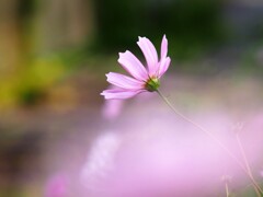 秋の空~秋桜