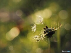 タンポポ綿毛～旅立ち