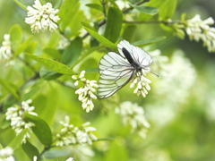 白い花