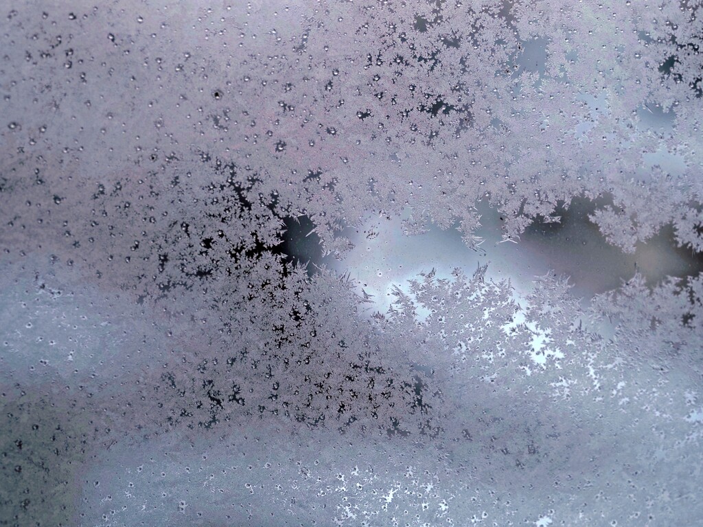 桜色の冬