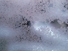 桜色の冬