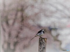 桜咲いたね(*^^*)