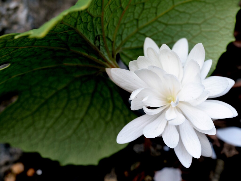 庭の山野草(2)