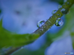 .雨の雫