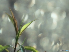 野草の輝き☆