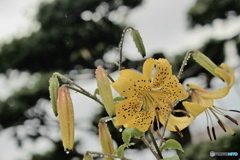 雨百合...