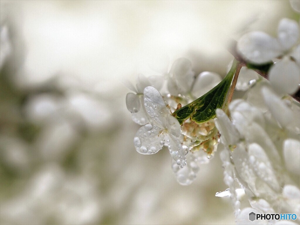 白いアジサイ~雨上がり