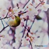 桜.メジロ