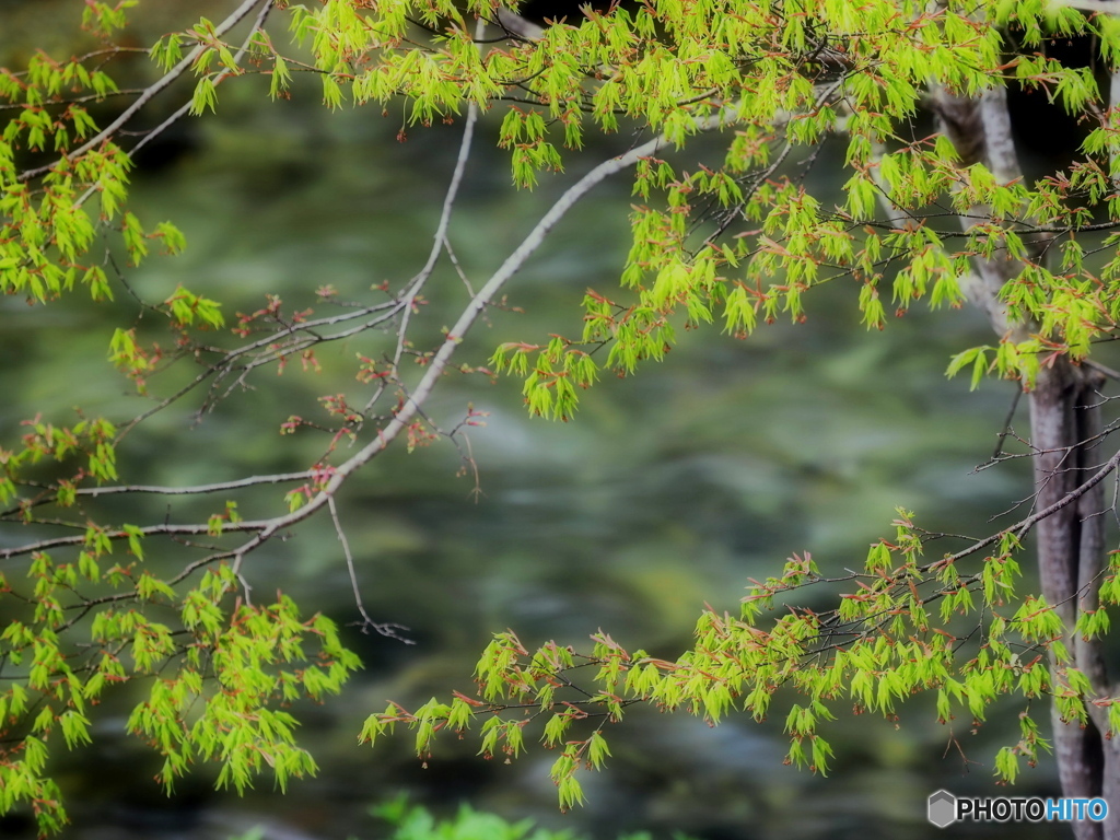 新緑~川のせせらぎ(^^♪
