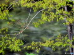 新緑~川のせせらぎ(^^♪