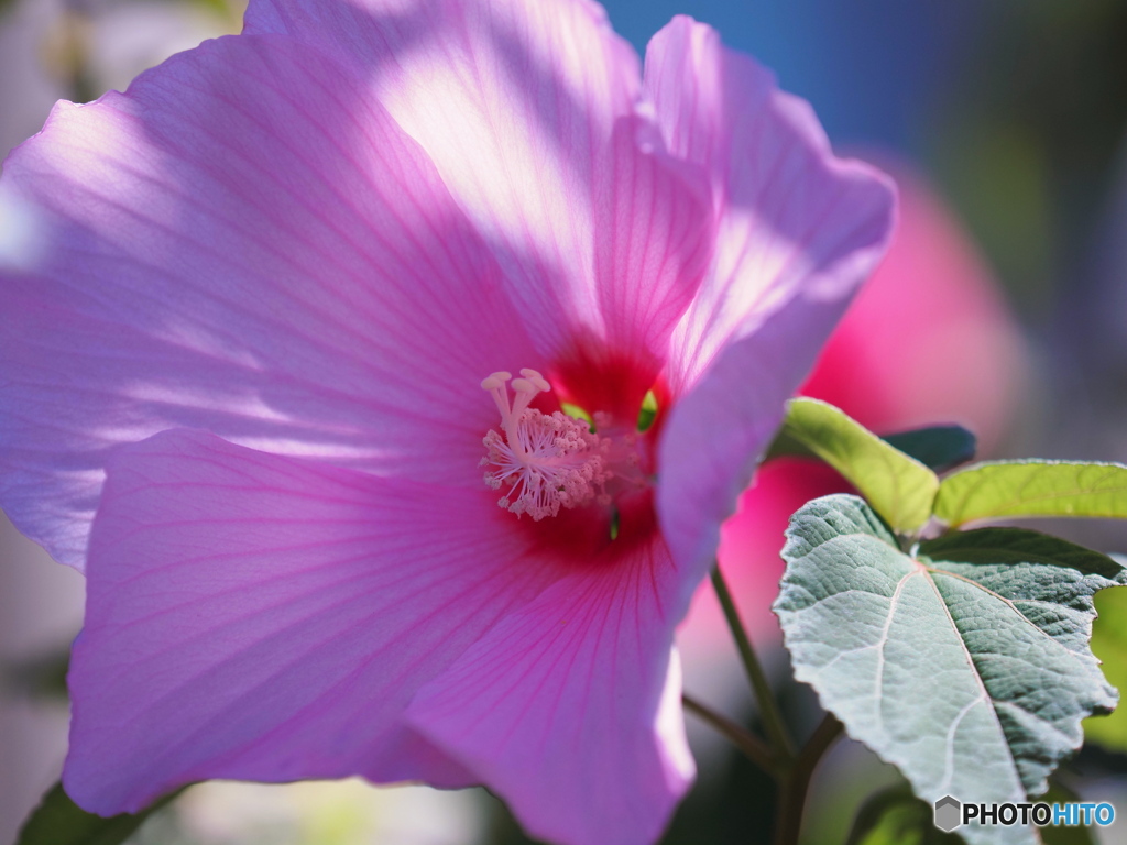 芙蓉
