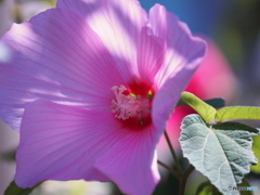 芙蓉