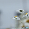 遊歩道の花
