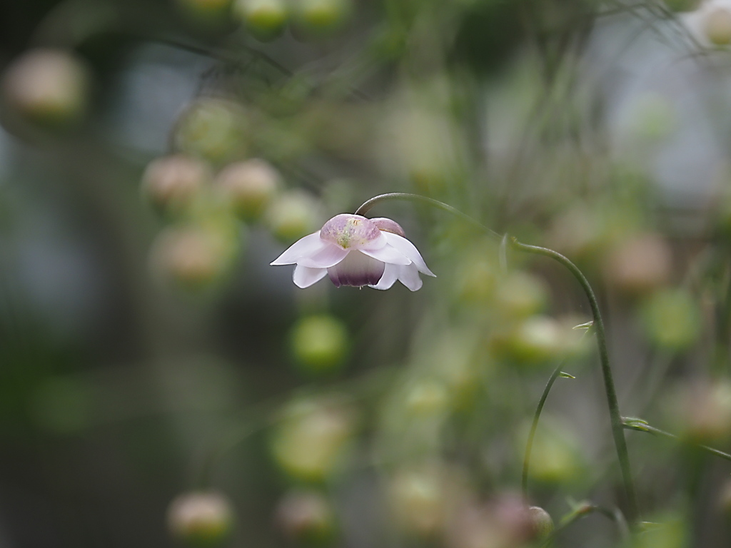 晩夏の庭に☆