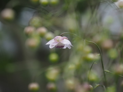 晩夏の庭に☆