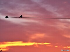 焼ける朝の訪問者