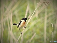 湿原のノビタキ