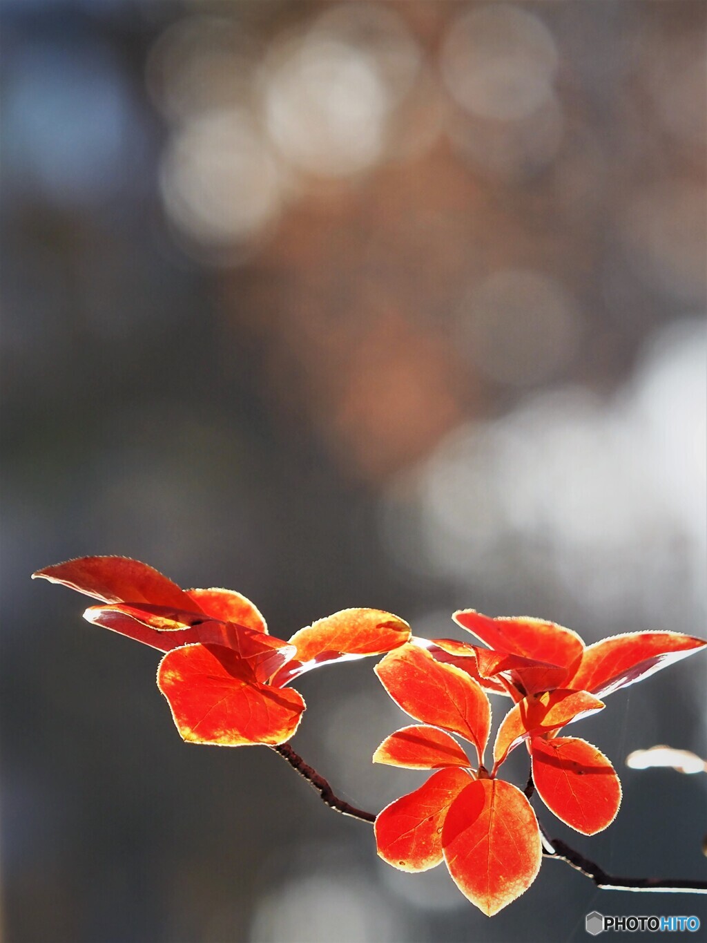 秋~桜葉