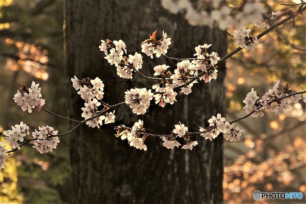 北国の桜
