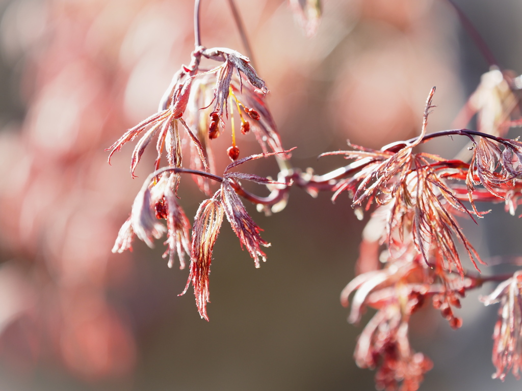 芽吹き～紅枝垂れモミジ