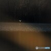 晩秋の湖~シラサギ