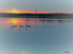 白鳥家族の朝散歩(*^^*)