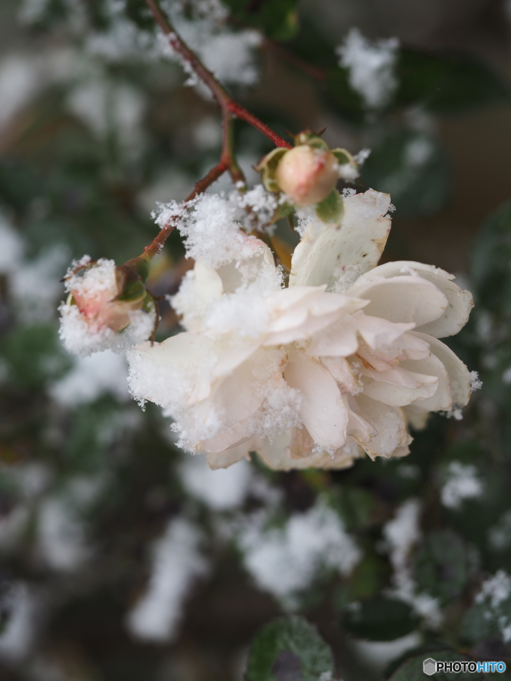 初雪便り