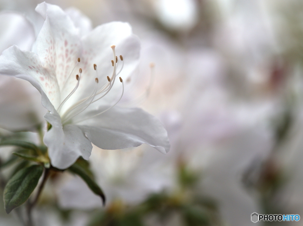 初夏の庭~ツツジ