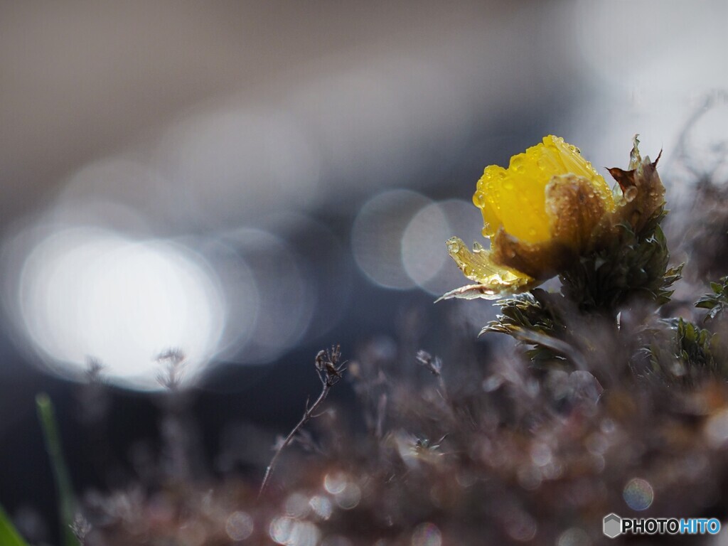 春の雨～福寿草