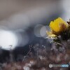 春の雨～福寿草