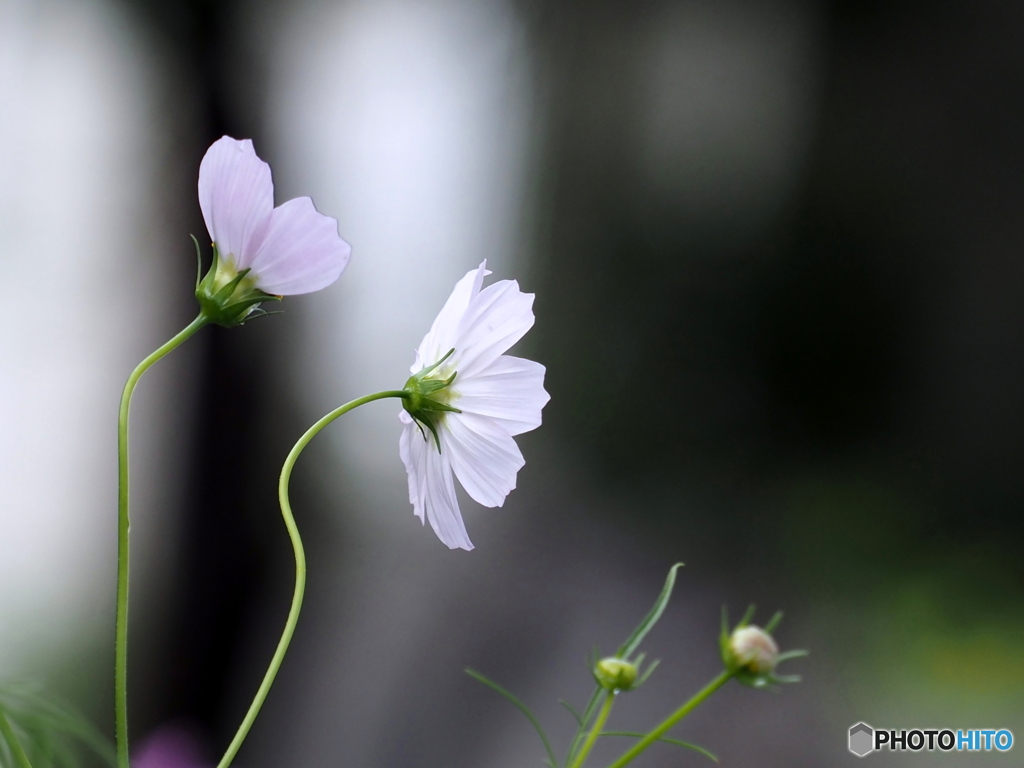秋桜に魅せられて((*^-^*)