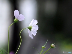 秋桜に魅せられて((*^-^*)