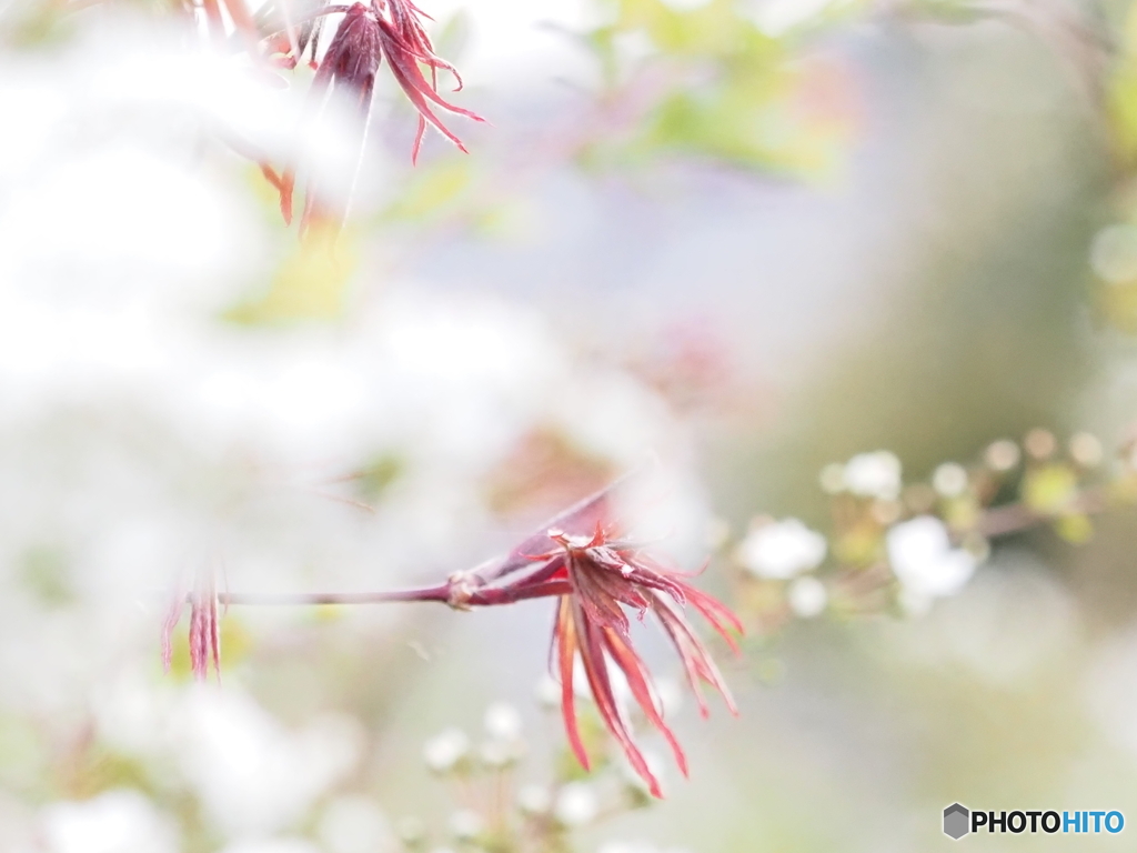 雪柳に抱かれて♪