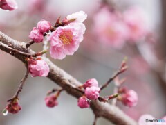 梅花咲く♪